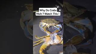 I Cracked Open a Crab's Shell and You Won't Believe What I Found!