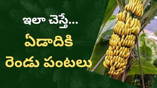 ఏడాదికి రెండు అరటి పంటలు | #banana #natural #organic #farmer #trending #farming #sasyasyamalam