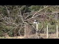 Pruning A Rather Sad Peach Tree