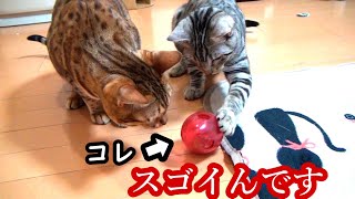 子猫はおやつが出るおもちゃに夢中です【ベンガル猫】