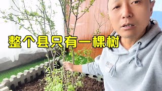 奇闻：这里是一个边陲小县，整个县只有一棵树，这棵树种在屋子里【西风旅游专栏】