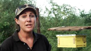 Chantecaille Supports The Elephant and Bees Project Founded By Dr. Lucy King