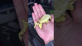 Giant insects😳#subscribe #1k #like #support #funny #memes #insects