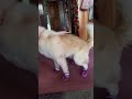 it’s not right dogsofyoutube dogs cute chonky fluffy funny