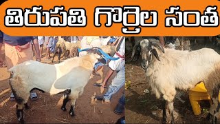 Tirupati sheep market//Today Market #sheeps #funnyanimal #todaymarket