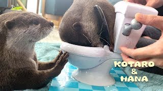 カワウソコタローとハナ　トイレにハマってしまったコタロー　Otter Kotaro\u0026Hana Got Stuck In Toilet!?