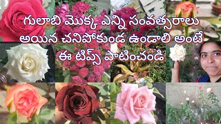 గులాబి మొక్క ఎన్ని సంవత్సరాలు అయిన చనిపోకుండ ఉండాలి అంటే ఈ టిప్స్ పాటించండి.how to save rose plant.