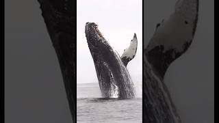 How Many Barnacles Can You Count? Footage: Discovery #animaltales #animalshorts #animals #whale