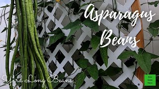 Growing Yard Long Beans | Asparagus Beans | String Beans | From Planting To Harvesting