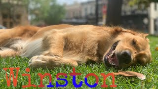 1yo Golden Retriever (Winston) Best Dog Trainers in Alabama