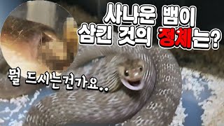 사나운 뱀이 삼켜버린것의 정체는?? 촬영하는데 1주 각잡았습니다.