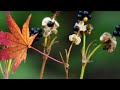 癒しの花の写真スライドショー「もみじ・紅葉・モミジ」hibiki