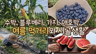 sub)harvesting seasonal fruits and veggies in July, watermelon, eggplant, zucchini, making bibimbap