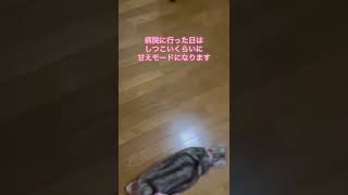 ストーカーにゃんこに追いかけられています。