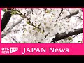 SAKURA Cherry Blossom in Full Bloom inTokyo-EngSub