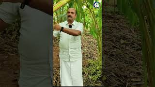 കൃഷിയിൽ എന്റെ പോക്കറ്റ് കാലിയായത് ഇങ്ങനെ #shorts #youtubeshortsindia #fertilizer #bhfyp