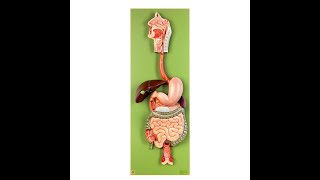 Lab 12.3 - Structures of the Large Intestine
