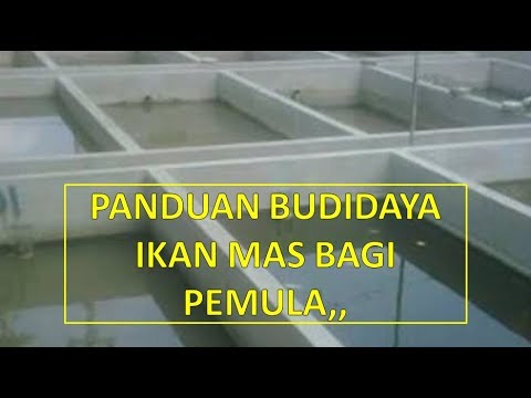 Cara Budidaya Ikan Mas Di Kolam Beton Bagi Pemula, Supaya Cepat Besar ...