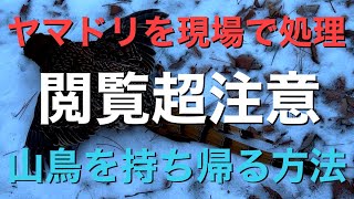 ヤマドリを現場で処理 持ち帰って山鳥を食べる 火の鳥