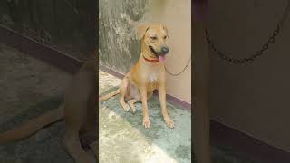 মামনি আমি হাঁটাহাঁটি করে বিশ্রাম নিচ্ছি😁🐶