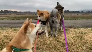 秋田犬の口の強さがわかる動画・天が引くリードにアキラが引かれてる