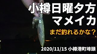 2020/11/15 マメイカ釣り 日曜日の夕方から 小樽港町埠頭 エギング  #85