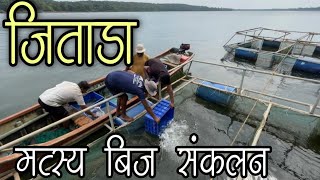 जिताडा (sea bas) मत्स्यबीज संकलन | jitada seeds stocking | जिताडा मत्स्यशेती भाग-३