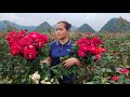 Harvesting Rose Garden Goes to the market sell - Gardening - Live With Nature