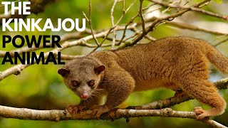 The Kinkajou Power Animal