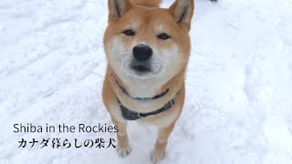 怖い思いをした日は少しだけ甘えん坊になる柴犬【4K】カナダ海外生活