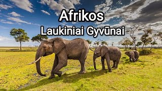 Afrikos laukinė gamta 4K – vaizdingas  filmas su  muzika / Wildlife of Africa Scenic Relaxation Film