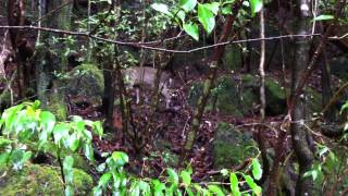 ヤクシカ　屋久島　縄文杉登山　Yakushima　Jōmon Sugi climbing　Tram　Road　Yakushika