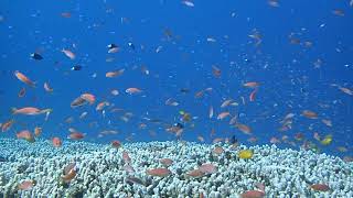 ファンシー石垣島　3.Jul.2018　サンゴ上の熱帯魚～°˖✧◝(⁰▿⁰)◜✧˖°