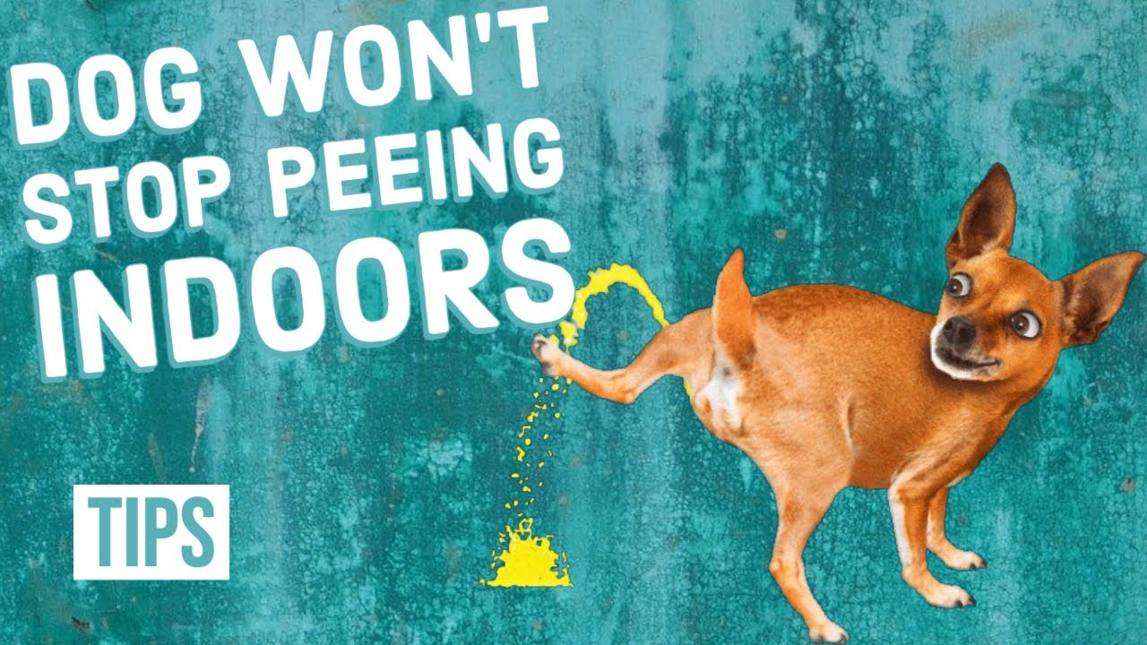 How To Stop Your Dog From Peeing Indoors Housepetscare