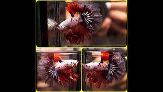 Betta Fish Fancy DRAGON BLUE MARBLE RED ORANGE BLACK Rosetail HM Male C337