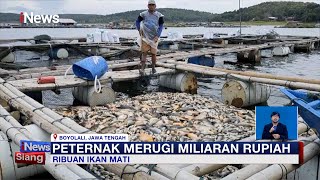 Ribuan Ikan Mati Mendadak di Jateng, Peternak Merugi Hingga Miliaran Rupiah #iNewsSiang 02/01