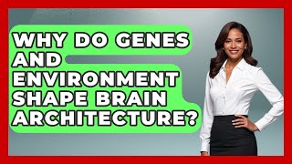 Why Do Genes And Environment Shape Brain Architecture? - Brain Development Hub