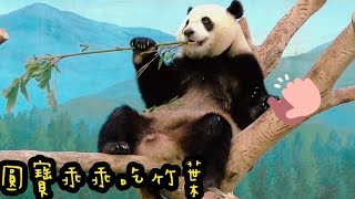 圓寶叼一根竹葉上棲架，認認真真吃完它|熊貓貓熊The Giant Panda Yuan Yuan and Yuan Bao|台北市立動物園