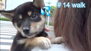 【豆柴】抱っこで子犬の散歩に行ってみたら必死にしがみついてきて可愛かった。＃14