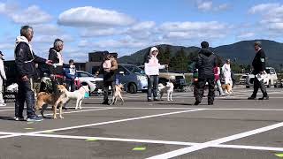 20241020【北海道犬協会】東北支部展覧会 若犬牝組