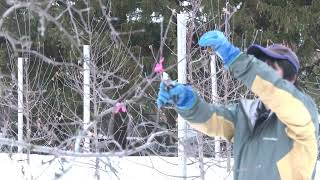 りんごの剪定動画