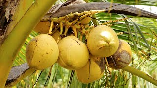 Regional Agricultural Research Station Pilicode | പ്രാദേശിക കാർഷിക ഗവേഷണ കേന്ദ്രം പിലിക്കോട്