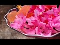 ದಾಸವಾಳದ ರೋಗವನ್ನು easy ಯಾಗಿ ತಡೆಯಿರಿ how to prevent pests of hibiscus plant terracegarden