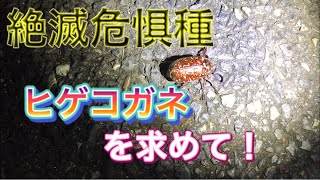 【昆虫採集2020年7月22日】 絶滅危惧種 ヒゲコガネを求めて