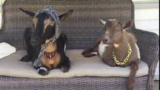 Goats Chilling on Bench