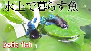 水上で暮らすようになった魚【ベタ】生後3年5か月