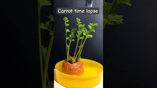 Carrot top growing greens for 18 days #timelapse