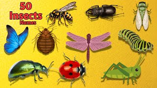 Insects for kids | Exploring different types of insects | Insects and bugs vocabulary in English