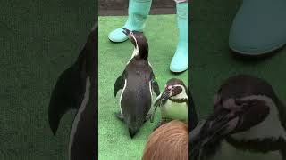 エサを食べるフンボルトペンギンの散歩　室蘭水族館 / Humboldt Penguin in Muroran Aquarium