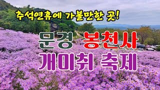 추석연휴에 가볼만한 곳, 문경 봉천사 개미취축제